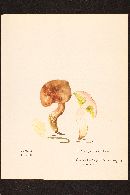 Boletus flaviporus image