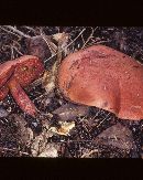 Boletus flammans image