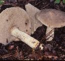 Retiboletus griseus image