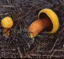 Buchwaldoboletus hemichrysus image