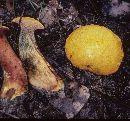 Buchwaldoboletus hemichrysus image