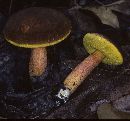 Boletus hortonii image