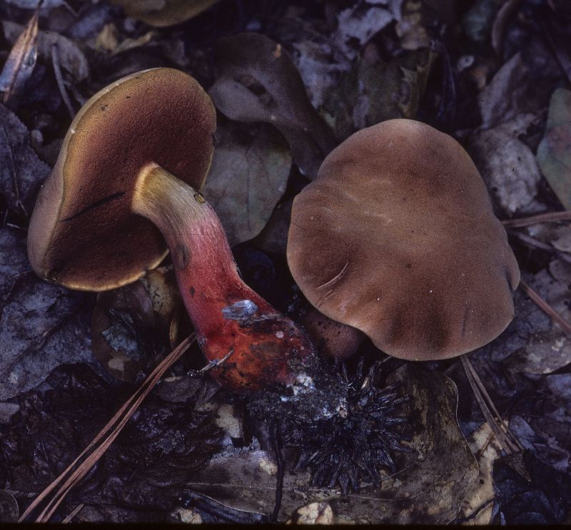 Boletus hypocarycinus image