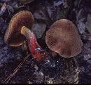 Boletus hypocarycinus image