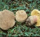 Boletus inedulis image