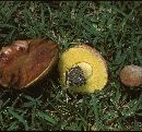 Boletus impolitus image