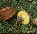 Boletus impolitus image