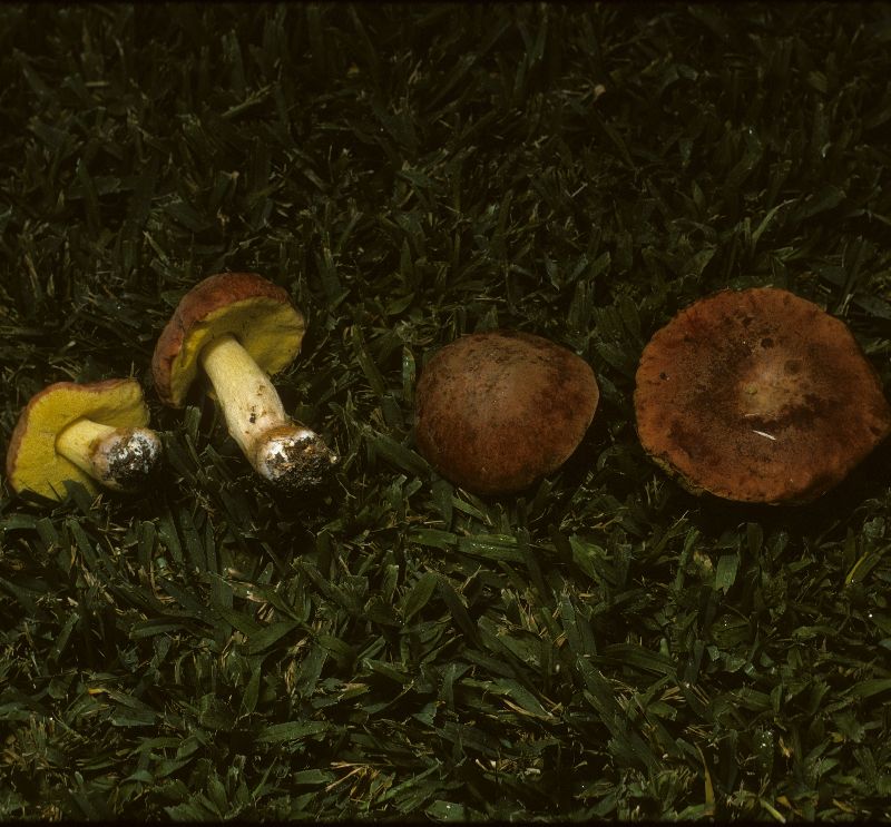 Boletus impolitus image