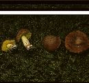 Boletus impolitus image