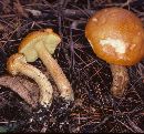 Boletus longicurvipes image