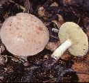 Boletus pallidus image