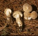 Boletus pallidus image