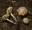 Boletus pallidus image