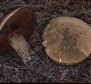 Boletus piedmontensis image