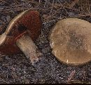 Boletus piedmontensis image