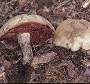 Boletus piedmontensis image