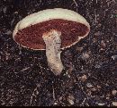 Boletus piedmontensis image