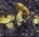 Boletus pseudosulphureus image