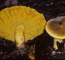 Retiboletus retipes image