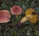 Boletus rubricitrinus image