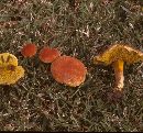 Boletus rubellus image