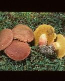 Boletus sensibilis image