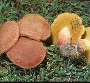 Boletus sensibilis image