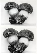 Boletus smithii image