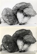 Boletus smithii image