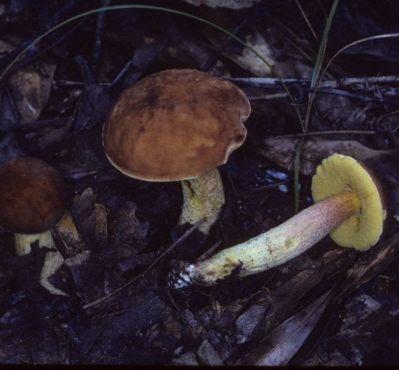 Boletus sphaerocystis image