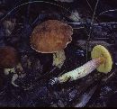 Boletus sphaerocystis image