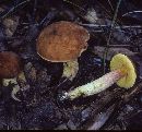 Boletus sphaerocystis image