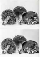 Boletus subtomentosus image