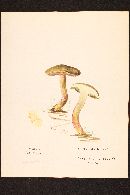 Boletus truncatus image