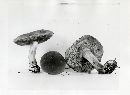 Boletus truncatus image