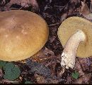 Boletus variipes image