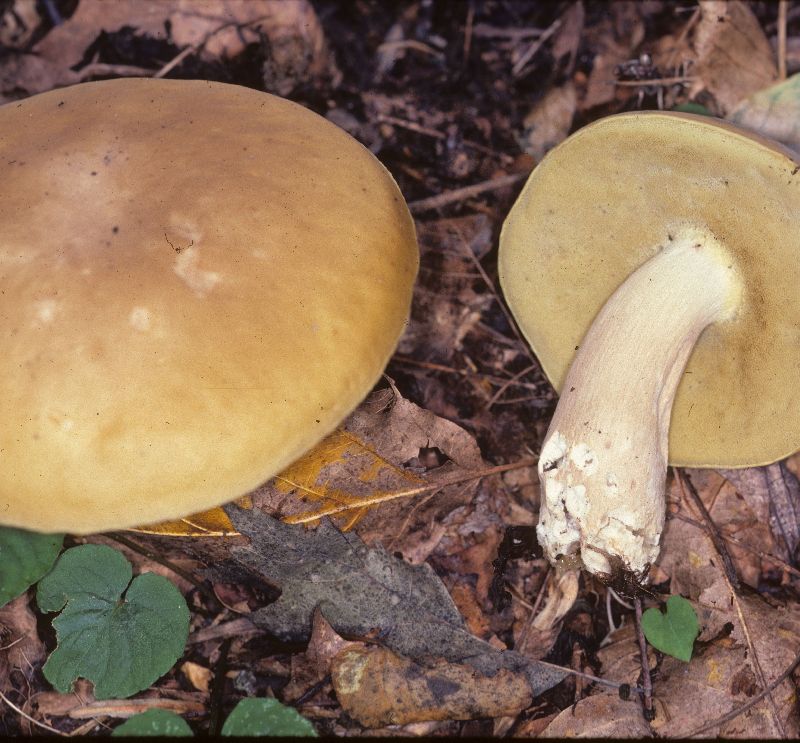 Boletus variipes var. variipes image