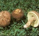 Boletus variipes image