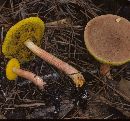 Boletus viridiflavus image