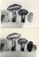 Boletus zelleri image