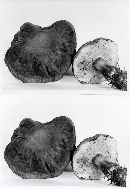 Boletus zelleri image