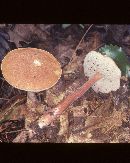 Austroboletus gracilis image