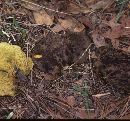 Boletinellus merulioides image