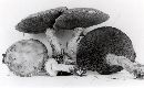 Suillus viscidus image