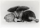 Suillus viscidus image