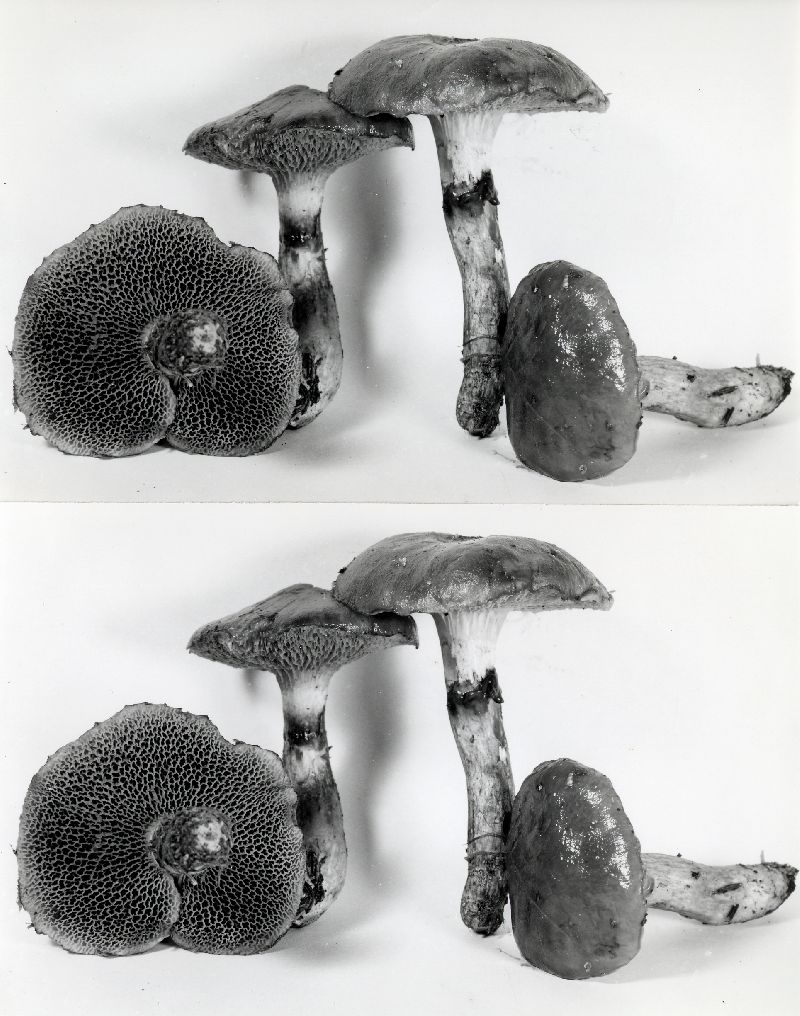 Fuscoboletinus glandulosus image