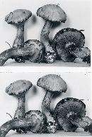 Suillus viscidus image