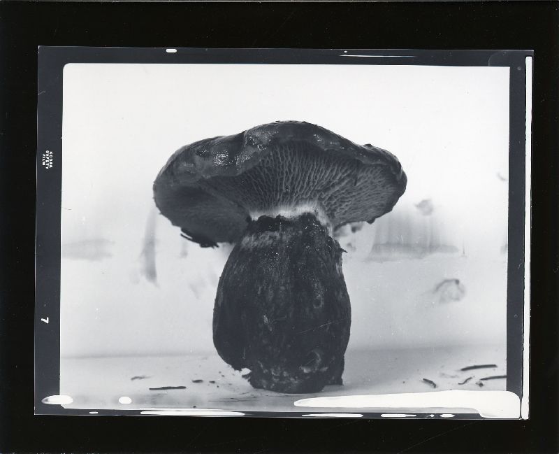 Fuscoboletinus glandulosus image