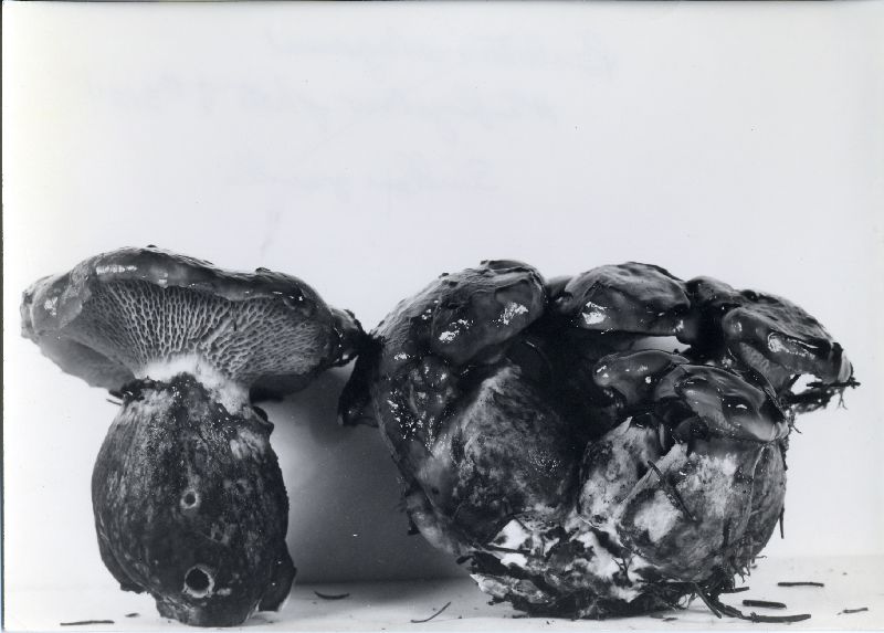 Fuscoboletinus glandulosus image