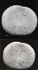 Suillus ochraceoroseus image